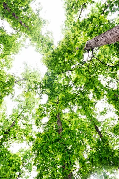 Cime degli alberi — Foto Stock