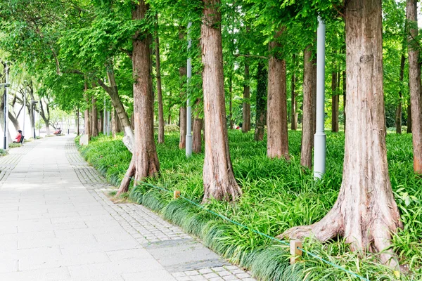 Parkta yürümek — Stok fotoğraf