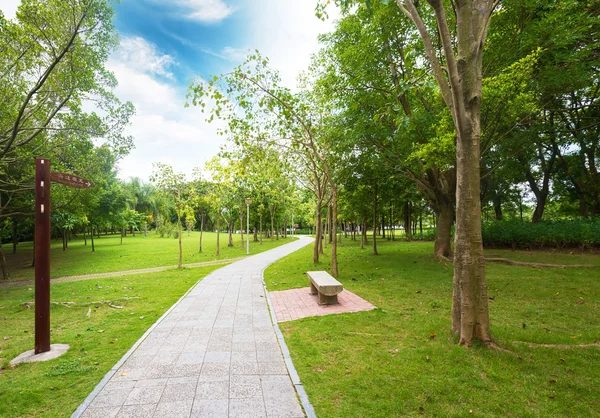 Sentiero che attraversa la foresta — Foto Stock