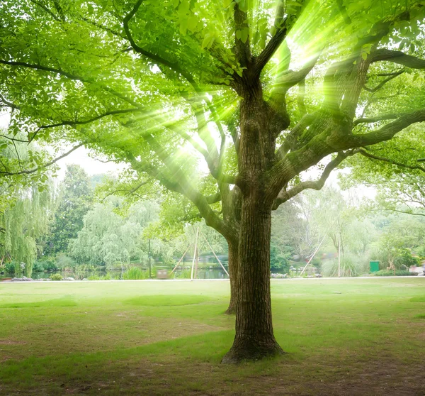 Rayos de sol se vierten a través de árboles en el bosque —  Fotos de Stock