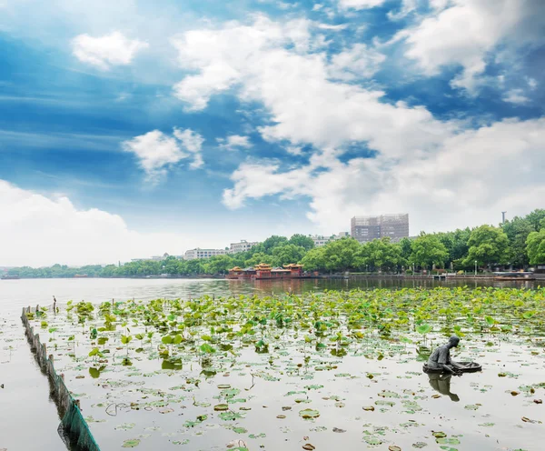 在杭州的迷人西考拉 — 图库照片