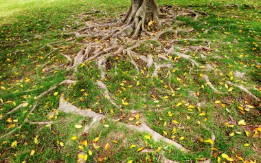 banyan orman kökleri