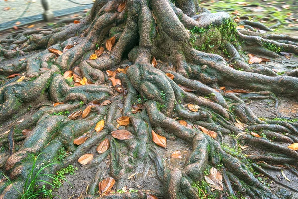 Wurzeln des Banyan-Baumes Stockbild