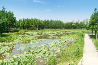 Açık havuz nilüfer çiçekleriyle dolu.