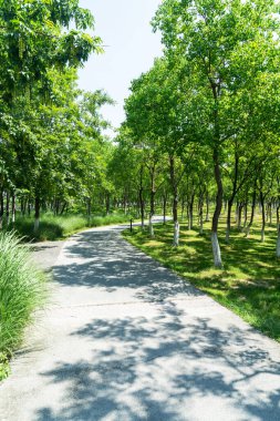 Çin 'deki Şehir Parkı yolu.