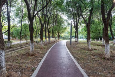 Yeni patika ve güzel ağaçlar parkta koşmak, yürümek ve bisiklete binmek için iz sürüyor. 