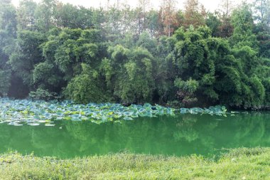 Açık havuz nilüfer çiçekleriyle dolu.