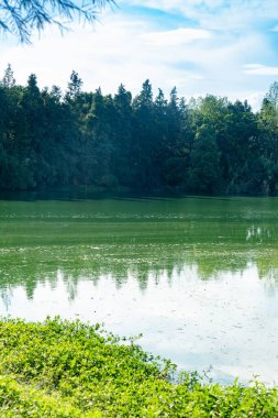 Parktaki göletin çevresi yemyeşil