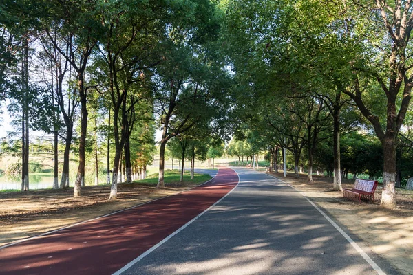 Yeni patika ve güzel ağaçlar parkta koşmak, yürümek ve bisiklete binmek için iz sürüyor. 