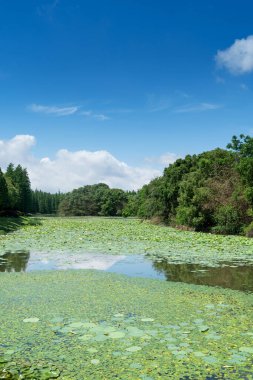 Açık havuz nilüfer çiçekleriyle dolu.