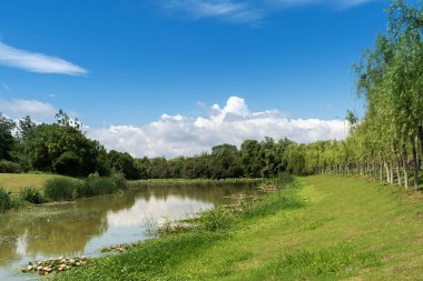 Parktaki göletin çevresi yemyeşil