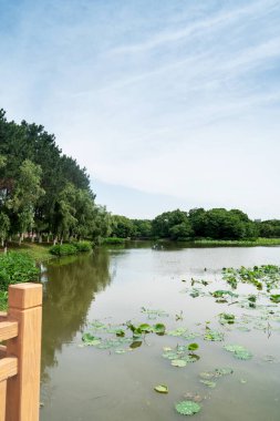 Açık havuz nilüfer çiçekleriyle dolu.