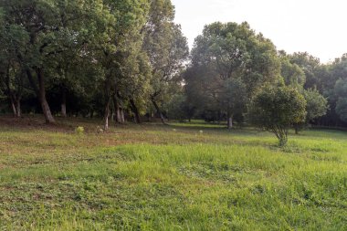 Yeşil şehir parkının güzel manzarası