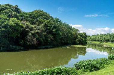 Parktaki göletin çevresi yemyeşil
