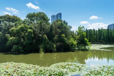 Parktaki göletin çevresi yemyeşil
