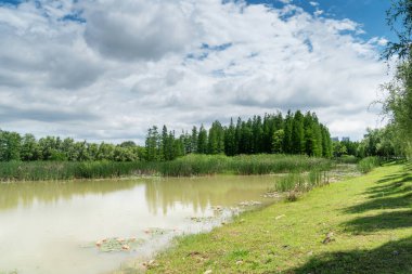 Parktaki göletin çevresi yemyeşil