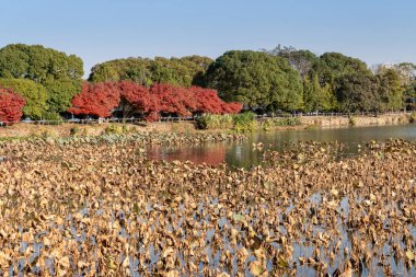 Parktaki göletin çevresi yemyeşil