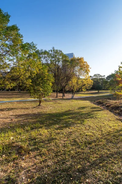 Sonbahar parkında çeşitli ağaçlar