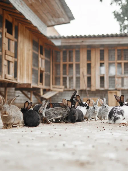 Many rabbits on the farm — Stock Photo, Image