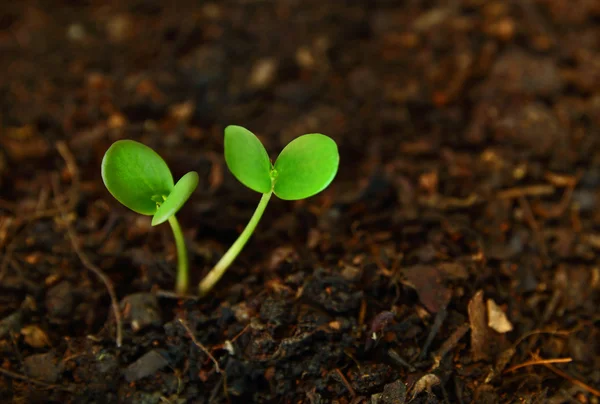 Les plantes commencent à pousser . — Photo