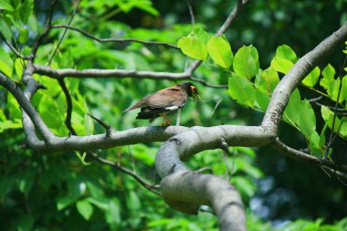 Kuşlar yiyecek arayan