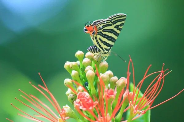 Farfalla per impollinazione — Foto Stock