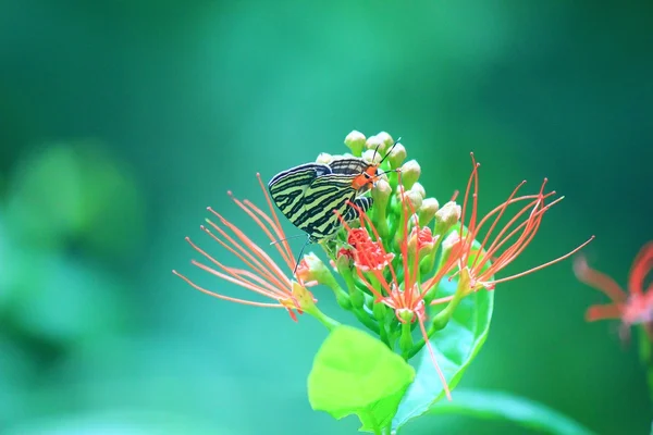 Borboleta para polinização — Fotografia de Stock