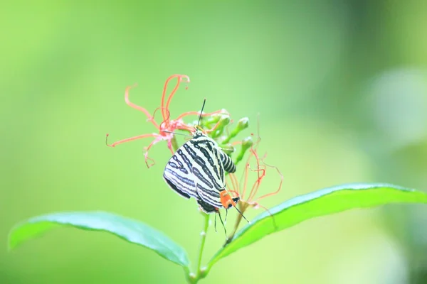 Бабочка для опыления — стоковое фото