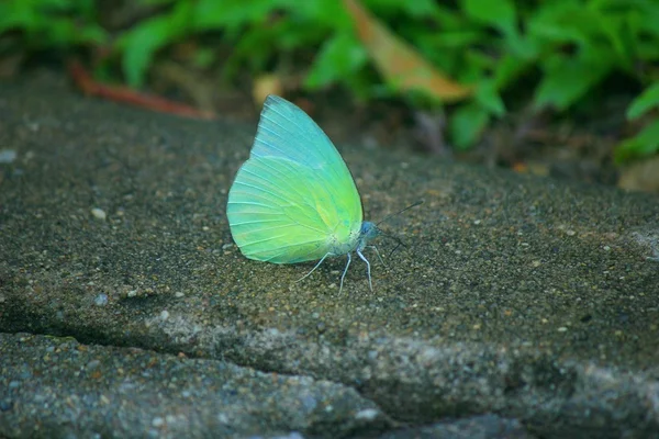 Çimento zeminüzerinde mavi kelebek — Stok fotoğraf