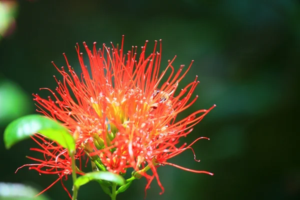 Kırmızı Spike çiçekler