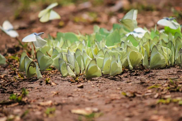 Kelebekler sürü gıda için