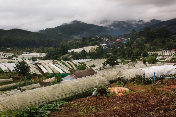 Sebze ve çiçek dikimi