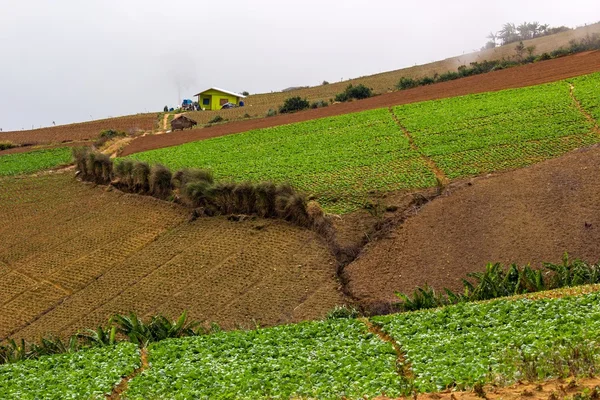 Şalgam çiftlik Tayland
