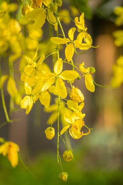 Sarı çiçekler güzel çiçek açması
