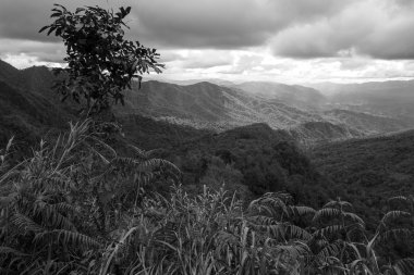 Doğa dağ ve orman siyah beyaz manzara