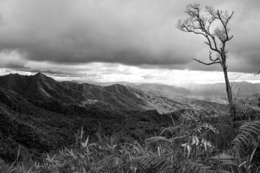 Doğa dağ ve orman siyah beyaz manzara