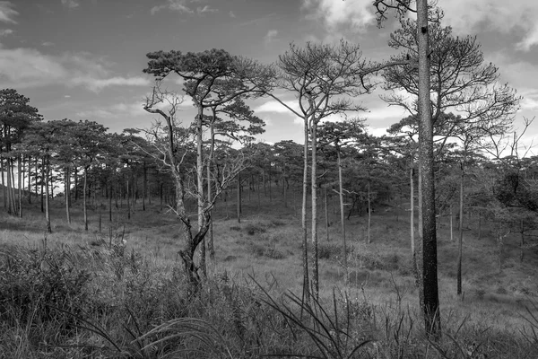 Doğa dağ ve orman siyah beyaz manzara