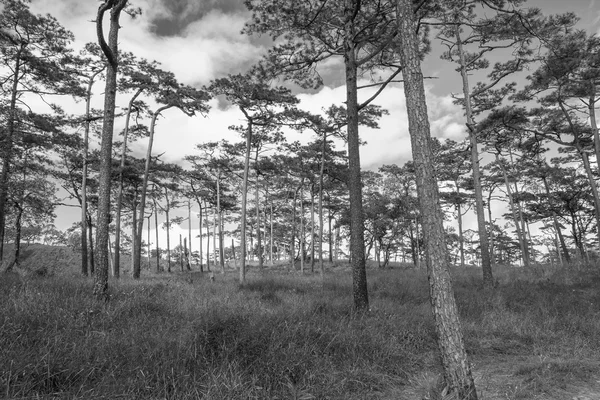 Doğa dağ ve orman siyah beyaz manzara