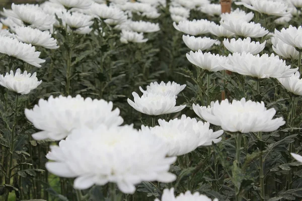 Kadife çiçeği dikim arsa 