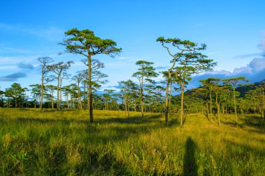 Doğa dağ ve çam ormanı manzara