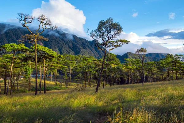 Doğa dağ ve çam ormanı manzara