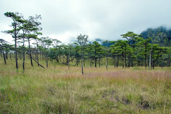 Doğa dağ ve çam ormanı manzara