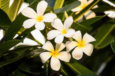 Beyaz frangipani tropikal