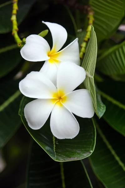 สีขาว frangipani ร้อน — ภาพถ่ายสต็อก