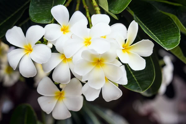 Frangipani blanc tropical — Photo