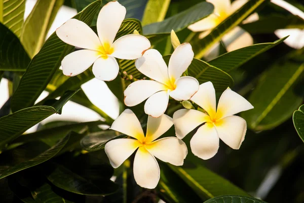 Beyaz frangipani tropikal