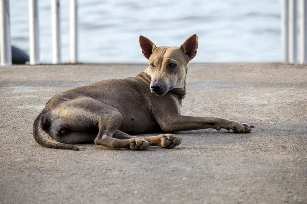 Riverside'da sokak köpeği