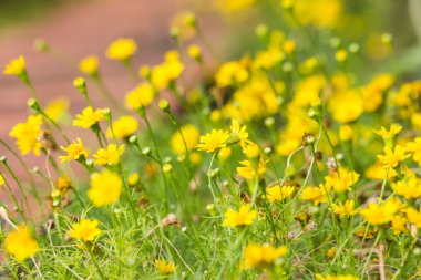 Altın Marguerite çiçek