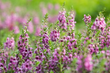 Bana değil çiçek almak için