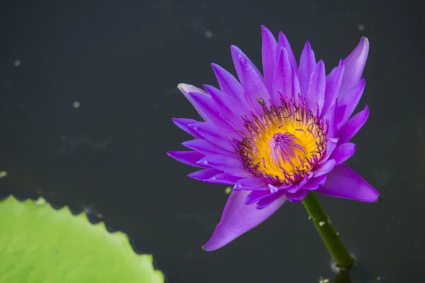 Porpora fiori di loto bello — Foto Stock
